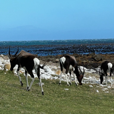 Cape Of Good Hope 03