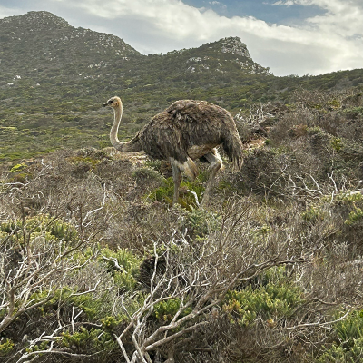 Cape Of Good Hope 13