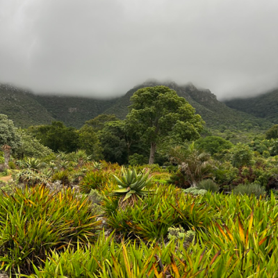 Kirstenbosch 02