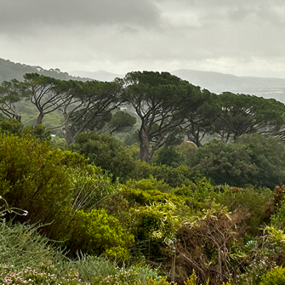 Kirstenbosch 08