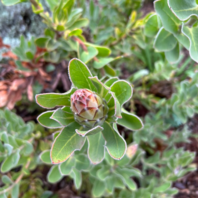 Kirstenbosch 09