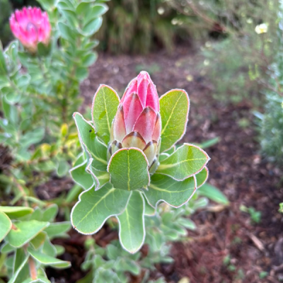 Kirstenbosch 10