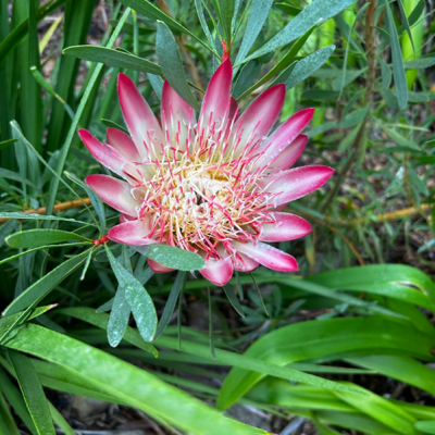 Kirstenbosch 12