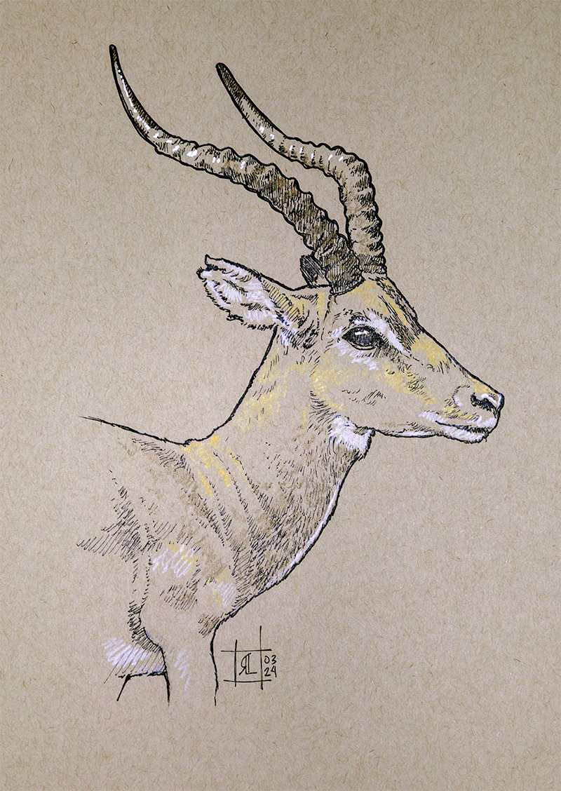 Impala