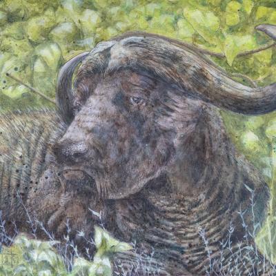 Capebuffalo