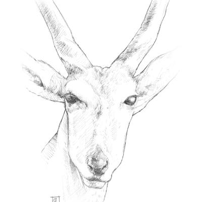 Eland