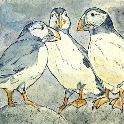 Puffins
