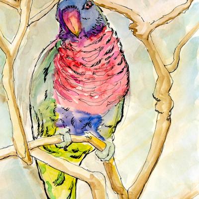 Rainbow Lorikeet Color