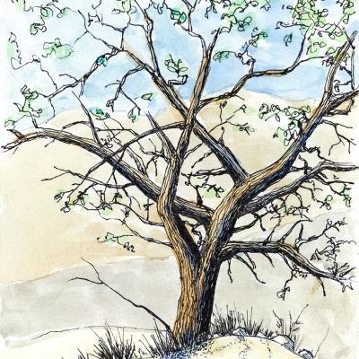 Desert Tree1