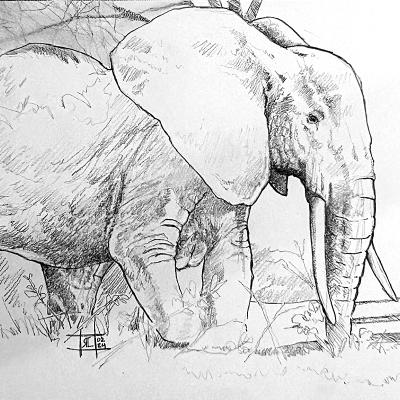 Elephant 02
