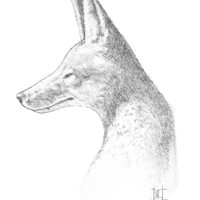 Jackal