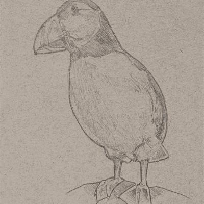 Puffin