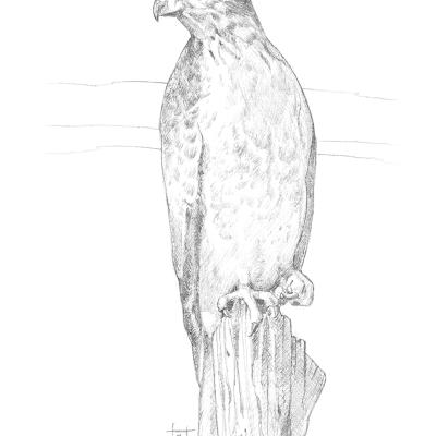 Red Tail