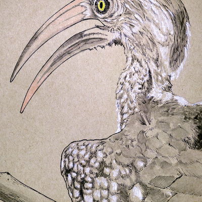 Hornbill