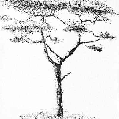Acacia