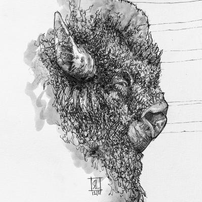 Bison